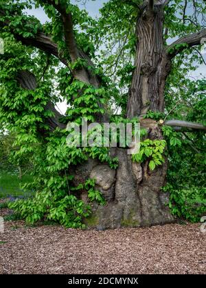 Sweet Chestnut Tree the oldest tree at Kew Gardens Stock Photo