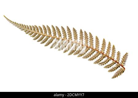 Silver fern dried leaf, symbol of New Zealand, white background Stock Photo