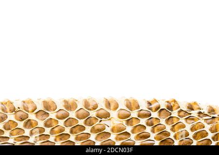 Snake skin texture, background, empty white space Stock Photo