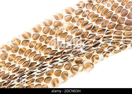 Snake skin texture on a white background Stock Photo