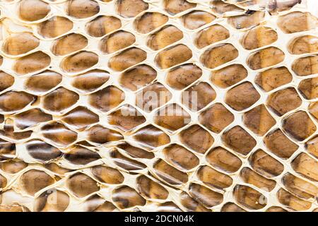 Snake skin texture Stock Photo
