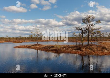 Swamp Kakerdaja in Estonia at the autumn. Marshland is equipped by woodens walking pathes. Stock Photo