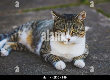 Gray, white cat sitting on the ground Stock Photo
