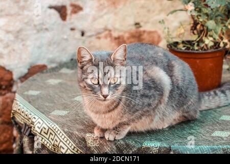 A gray cat on the table next to old, brick wall Stock Photo
