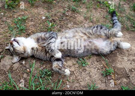 gray tabby cat sleeps carelessly on its back. Stock Photo