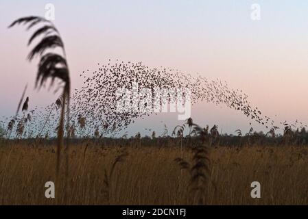 The spectacle of the starling murmuration over Natural England's Shapwick Heath Nature Reserve in the Avalon Marshes in Somerset, England, UK. Stock Photo