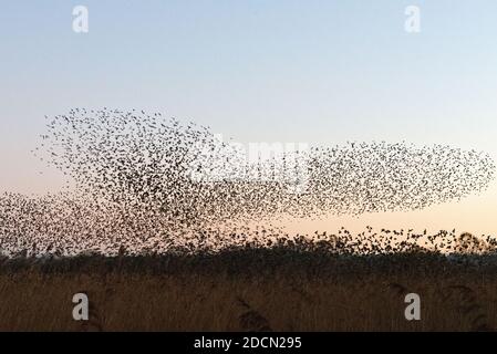 The spectacle of the starling murmuration over Natural England's Shapwick Heath Nature Reserve in the Avalon Marshes in Somerset, England, UK. Stock Photo