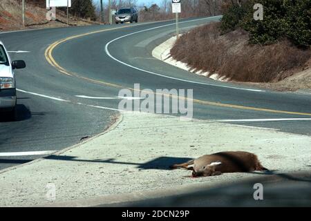 Roadkilled deer by the side of a road in the U.S. Stock Photo