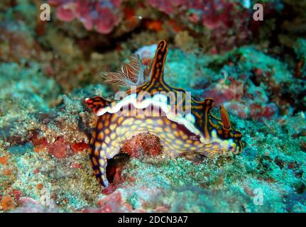 Stunning colours and patterns displayed in nature Stock Photo