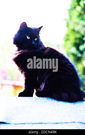 A domestic long haired black cat looking backwards over its shoulder Stock Photo