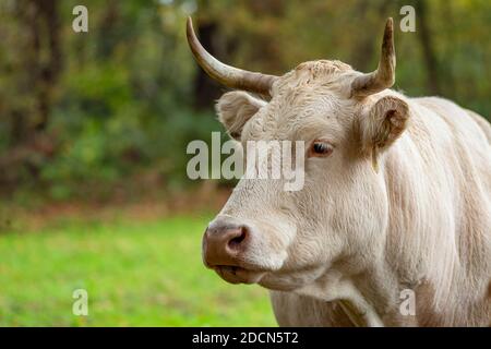 Portrait of a curious Jersey cow in the field Stock Photo
