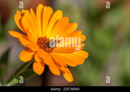 Bee covered in pollen collecting nectar from a bright orange marigold blossom. Stock Photo
