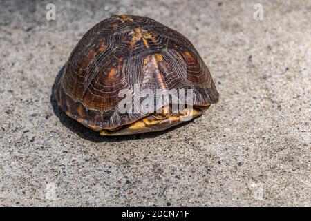 Eastern baby box turtle crawling across the sidewalk in the bright sunlight until it was approached then it took cover hiding in its protected shell Stock Photo