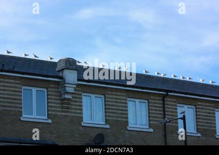 Seagulls on a rooftop Stock Photo