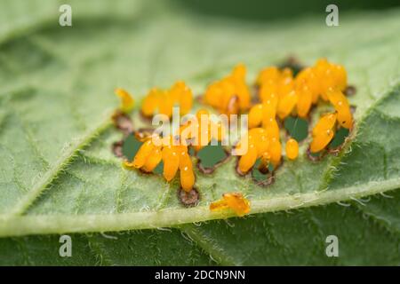 Colorado beetle (Leptinotarsa decemlineata) eggs on bottom side of leaf of potato plant. Close-up of insect pest causing huge damage to harvest in far Stock Photo