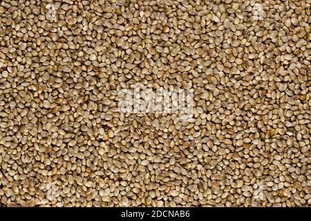 Whole hemp seeds. Surface and background with raw fruits of Cannabis sativa, high in complete protein and a great source of iron. Macro food photo. Stock Photo