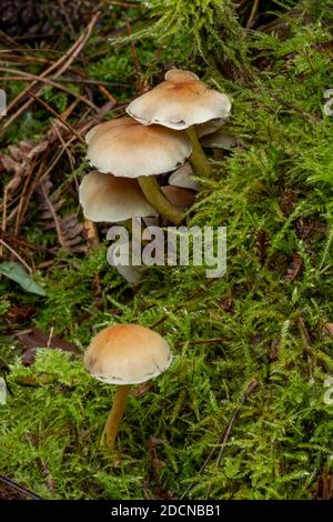 Sulphur Head Mushroom, Suffolk Woodland, UK