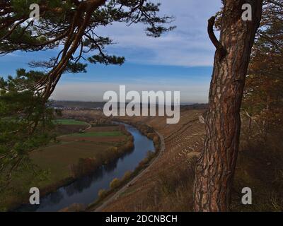 Beautiful Neckar river valley with terraced vineyards on slopes and discolored trees on riverbank in autumn season viewed through pine tree. Stock Photo