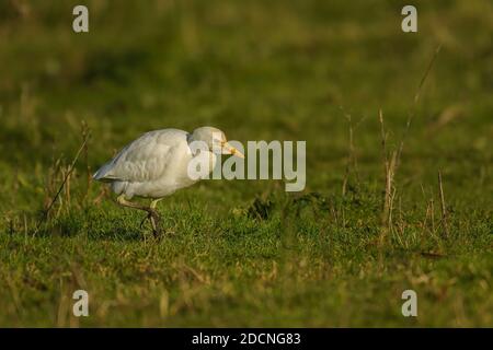Western Cattle Egret Bubulcus ibis foraging in a Norfolk cattle field for food items. Stock Photo