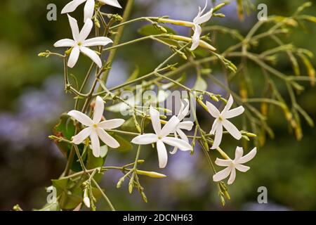 Azorian jasmine (Jasminum azoricum) plant in bloom Stock Photo