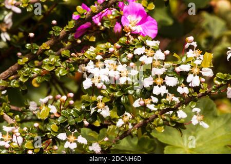 Miniature Holly plant in bloom Stock Photo