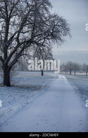 Snow covered gravel road leading up a slope along some old pear trees with a flock of sheep in the background. Stock Photo