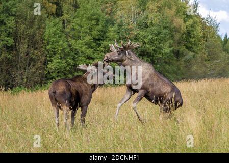 Two young moose bulls fighting for dominance on a meadow with tall grass. Stock Photo