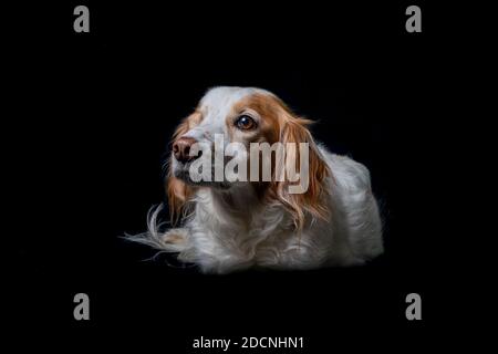 Studio portrait of a sad looking Brittany Spaniel dog lying on the floor on a black background. Stock Photo