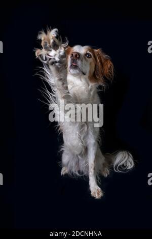 Studio portrait of an orange and white Brittany Dog on black background giving a high five or stop signal. Stock Photo