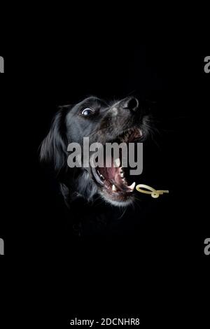 Studio portrait of a young, black Irish Setter catching a noodle on a black background. Stock Photo