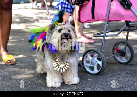 Americas, Brazil - February 15, 2020: Dog enjoys the Carnival street festivities for our furry friends held at Tijuca, in Rio de Janeiro’s North Zone. Stock Photo