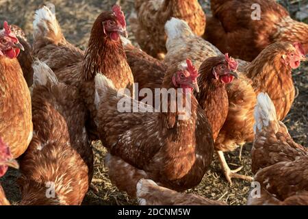 A flock of free range hens on a traditional organic chicken farm Stock Photo