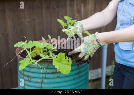 Hands of gardener dressed rubber gloves holding green seedling for setting in soil in steel barrel, close up view Stock Photo
