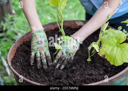 Female hands in rubber gloves set green plants in soil, steel barrel for seedling, close-up view Stock Photo