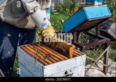 Beekeeper is working with bees and beehives on the apiary. Stock Photo