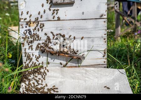 Detail of crowded gate into wooden bee hive. Bees arriving with legs wrapped by yellow pollen. Bees leaving hive and flying for new batch of pollen Stock Photo