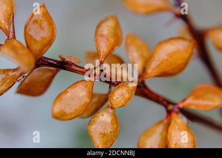 Yellow barberry encased in ice after freezing rain Stock Photo