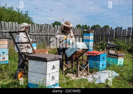 A beekeeper is using a blower, blowing air inside the hive full of working bumble bees to take out honeycomb and extract honey. Stock Photo