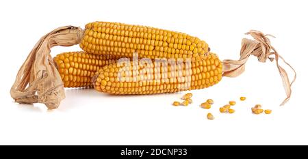 Dry corn cobs on a white background Stock Photo