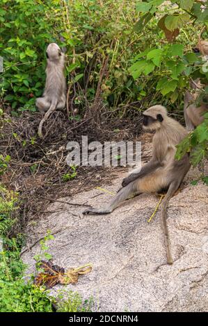 Hampi, Karnataka, India - November 4, 2013: Tribe of gray-brown monkeys on rocks and climbing in green bushes. Stock Photo