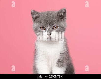 beautiful little british shorthair cat sitting and posing on pink background in studio Stock Photo