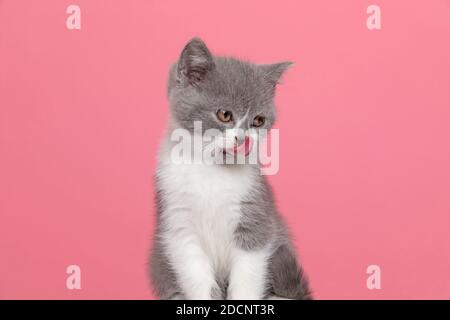 hungry little british shorthair cat sticking out tongue and licking nose, craving and sitting on pink background in studio Stock Photo