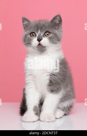 adorable little british shorthair cat sitting on pink background in studio Stock Photo