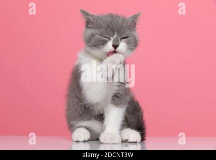 adorable little britsh shirthair cat licking and cleaning paws, sitting on pink background in studio Stock Photo