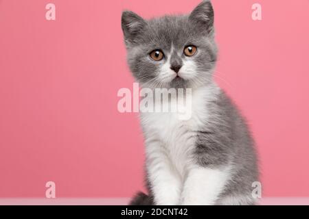 confused little british shorthair cat sitting on pink background in studio Stock Photo