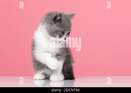 little british shorthair kitty looking to side and sitting on pink background in studio Stock Photo