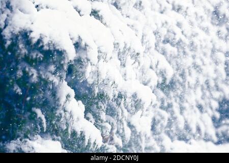 Deteriorating weather conditions, blizzards and frost. Snow on thuja branches. Stock Photo