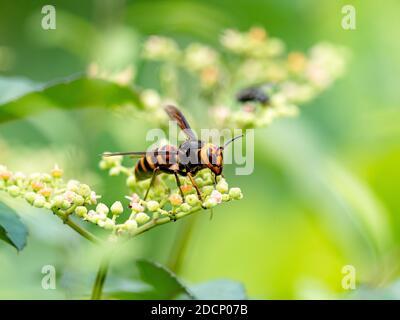 The Japanese variant of the asian giant hornet, Vespa mandarinia, also known as a murder hornet in the United States, rests on the small flowers of bu Stock Photo
