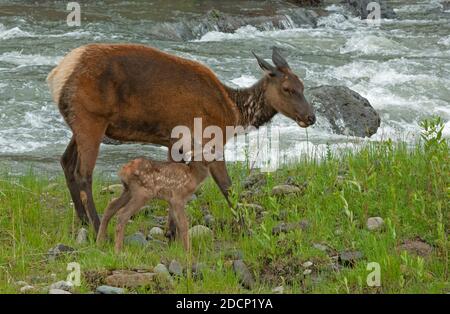 Elk (Cervus canadensis). Mother with newborn. Yellowstone National Park, Wyoming, USA. Stock Photo