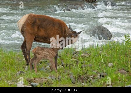 Elk (Cervus canadensis). Mother with newborn. Yellowstone National Park, Wyoming, USA. Stock Photo